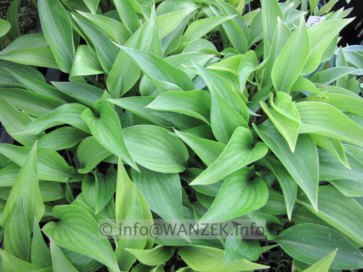 Hosta ventricosa Compacta Nana junge Pflanzen.JPG